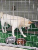 Very calm dog. Jindo mix.