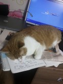 Helping his person study ^^