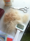 Some of the fur that came off after brushing!