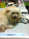 Chilling on the vet's table.