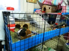 Cookie and Pumpkin have a sectioned off portion of the cage and Bubba has his own too.