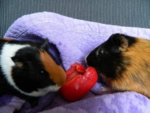 Munching on a red bell pepper together