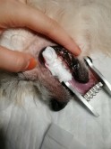 Nobu's dental surgery