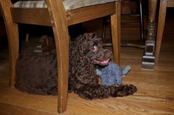 Chilllin' under the table with a squeaky toy.