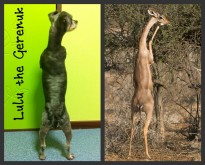 She reminded me straight away of a Gerenuk!