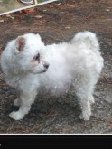 I'm white and fluffy and adorable! 