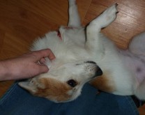 Belly rub