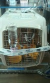 Bundled up safely in his crate and ready to be boarded!