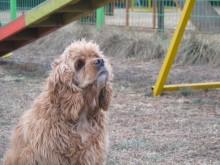 Look at those soulful eyes!