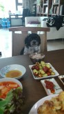 Dog at dinner table