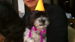 Dog in party hat