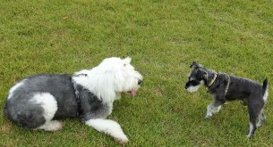 The Colonel Plays with his friend Sammy