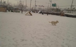 Lewis playing in the snow at Anydogschool