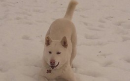 Lewis playing in the snow at Anydogschool