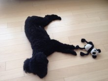 Sooty sleeping with his toy - black miniature poodle 