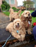 Toby (left) & Paul (right) settling in to USA life...are those faces content or WHAT??