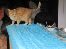 Leo's friends are doing well. :) "We are waiting you Leo! come back soon! miyao!"
