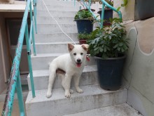 Jindo mix puppy