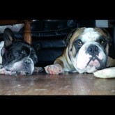 Tobias, and brother Axel catchin' some ZZZ's during lunchtime