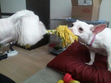 Tug-o-war with her foster brother!