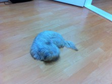 When she sleeps, she curls up in a little ball like a hedgehog. So cutttte!