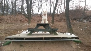 Lucky boy, Doogi, is performing "stay" for his new dad.