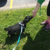 Walking on Canadian grass - May 2014