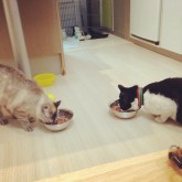 Aengdo and my cat Effy eating dinner together :)