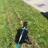 Walking on Canadian grass - May 2014