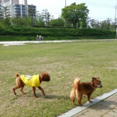 At the park. This was actually a day before the dental scaling procedure.