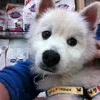 rescued Japanese Spitz