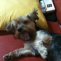 Yawning Molly