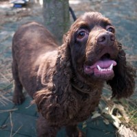 Charlie on a walk