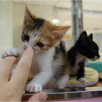 calico kitten