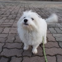 Maltese dog