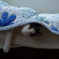 Mishika loves sleeping under the covers~