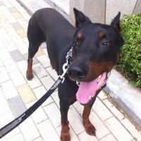 Dobie the Doberman, doberman, male, adopt, south, korea