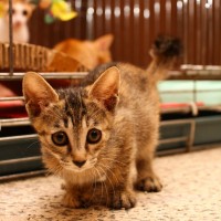Adorable and playful kittens up for adoption in Jeonju