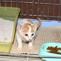 Kitten for adoption in Jeonju, South Korea