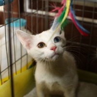 Kitten for adoption in South Korea