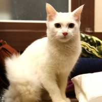 Cat for adoption in South Korea