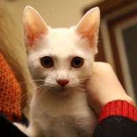 Kitten for adoption in South Korea