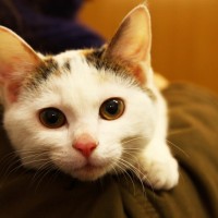 Kitten for adoption in South Korea