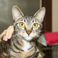 Cat for adoption in South Korea