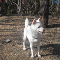 Snowy, a real nice dog.