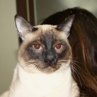 Siamese cat for adoption in South Korea