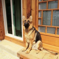 Pedigree certified German shepherd for adoption in Seoul