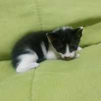 3 weeks old, abandoned kitten, female, white and black, precocious, likes attention