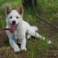 Bob Loblaw - Jindo mix puppy