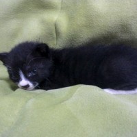 3 weeks old, abandoned kitten, male, black and white, cute, quiet